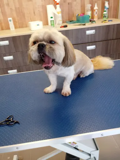 Salon pielęgnacji zwierząt Spajk. Psi fryzjer